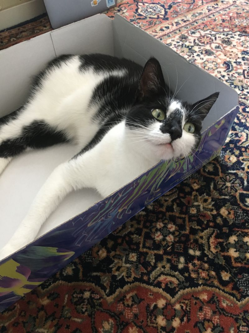 Her face reminds me a lot of my cat Calvin